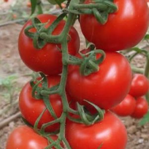 Salkım Domates